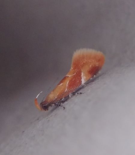 Callima formosella 
