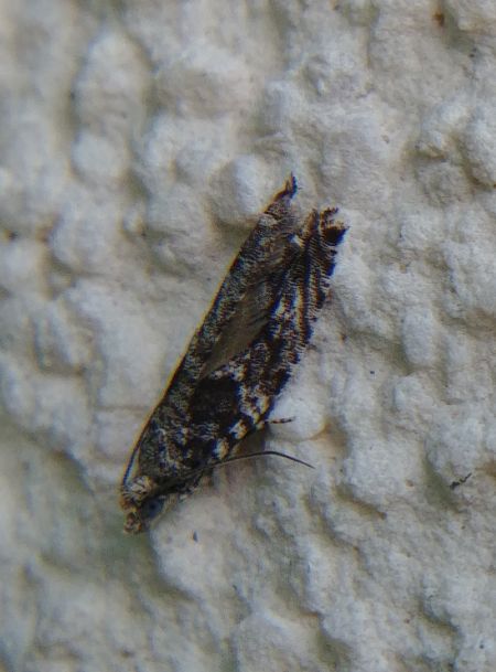 Epinotia nisella 