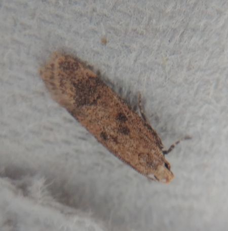Pexicopia malvella 