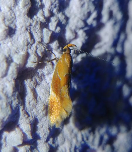 Callima formosella 