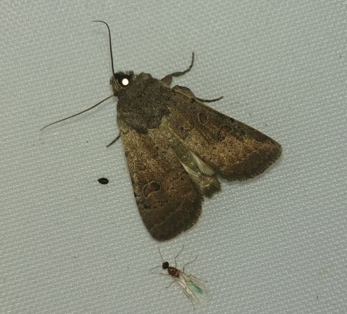 Hoplodrina indéterminé 
