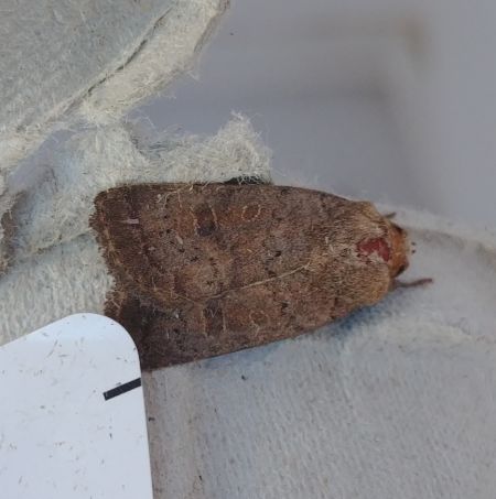 Hoplodrina indéterminé 