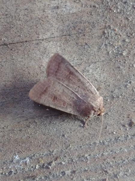 Hoplodrina sp. 