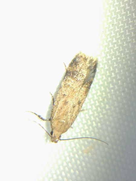 Pexicopia malvella 