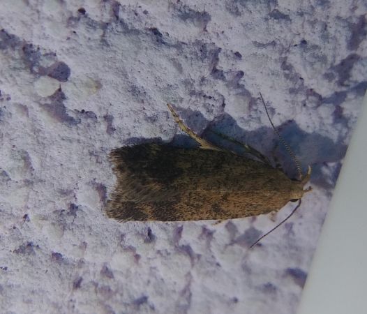 Pexicopia malvella 