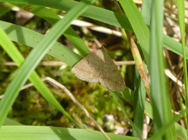 Herminia tarsipennalis  - Françoise Rauzieres (TGB-SSNTG)