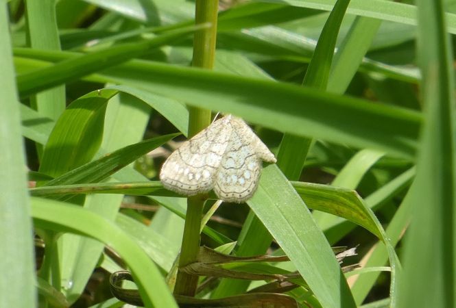 Idaea moniliata  - Françoise Rauzieres (TGB-SSNTG)