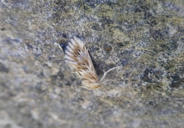 Cynaeda dentalis  - Françoise Rauzieres (TGB-SSNTG)