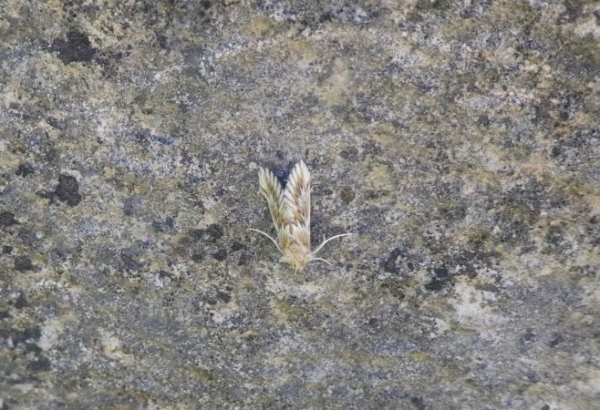 Cynaeda dentalis  - Françoise Rauzieres (TGB-SSNTG)