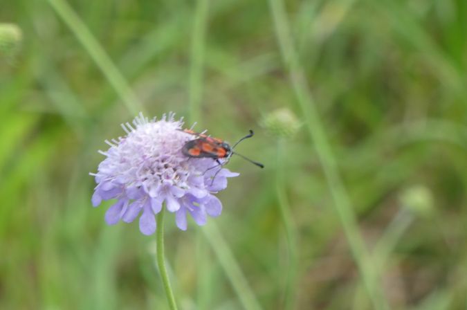 Zygaena indéterminé  - Françoise Rauzieres (TGB-SSNTG)