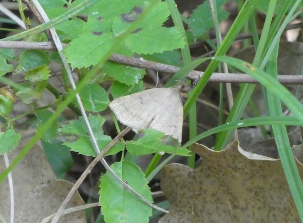 Herminia tarsipennalis  - Françoise Rauzieres (TGB-SSNTG)