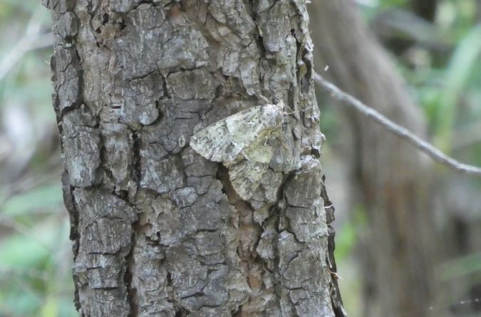 Polyphaenis sericata  - Françoise Rauzieres (TGB-SSNTG)