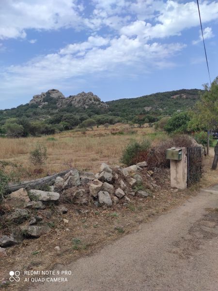 Engoulevent à collier roux  - Elouan Pinck