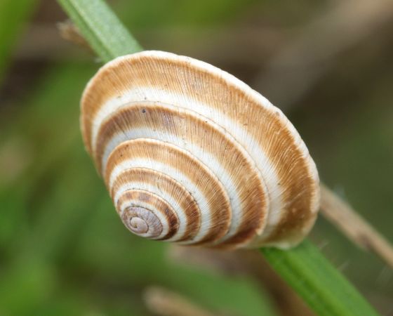 Trochoidea elegans - Philippe Jourde