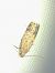 Pexicopia malvella 