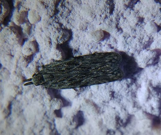 Anarsia lineatella 