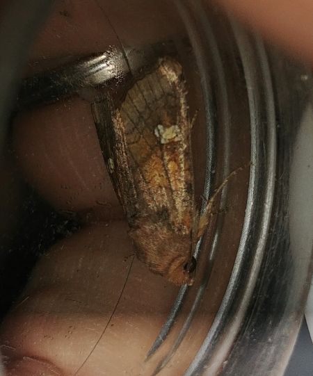 Amphipoea oculea 