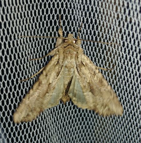 Apamea monoglypha 