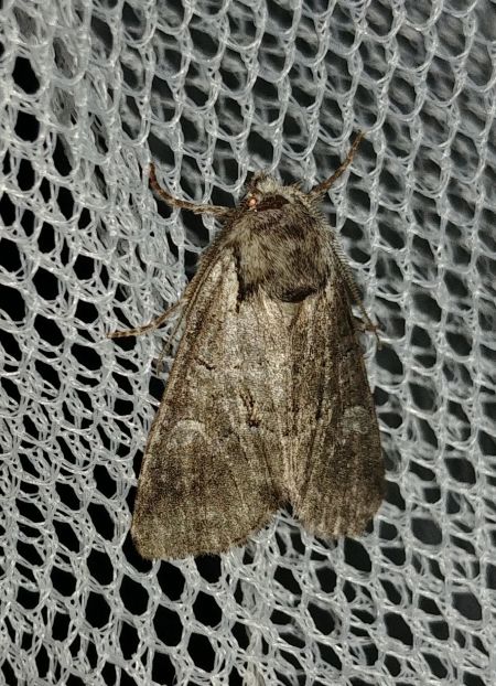 Brachylomia viminalis 