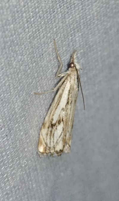 Catoptria falsella 