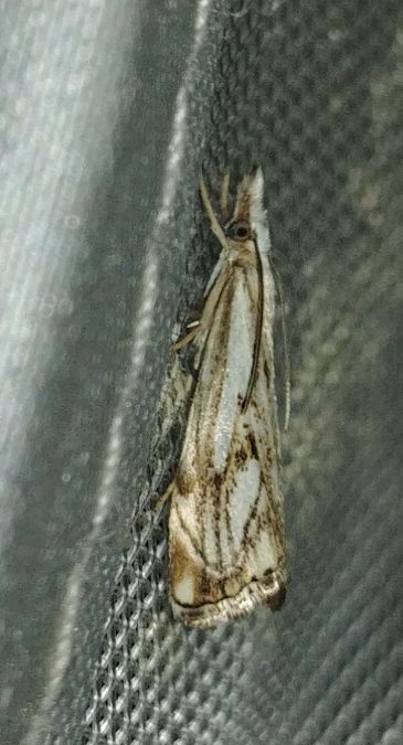 Catoptria falsella 