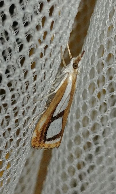 Crambus permuté 