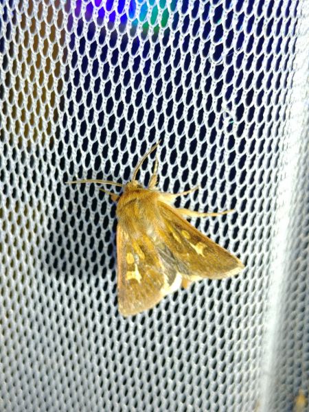 Cerapteryx graminis 