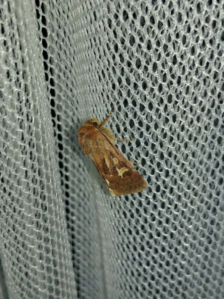 Cerapteryx graminis 