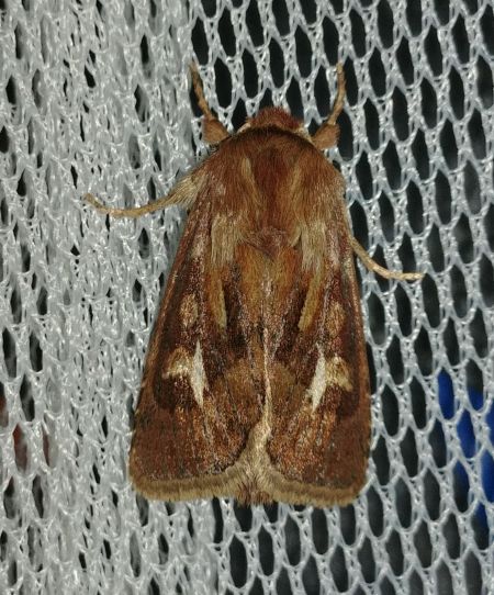 Cerapteryx graminis 