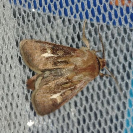 Cerapteryx graminis 