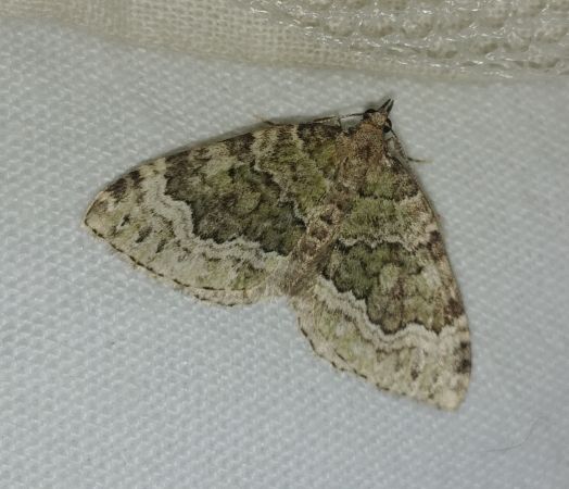 Colostygia olivata 