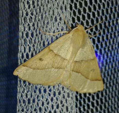 Crocallis elinguaria 