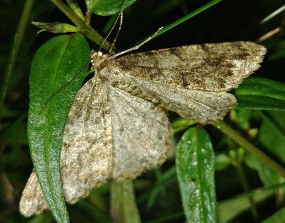 Deileptenia ribeata 