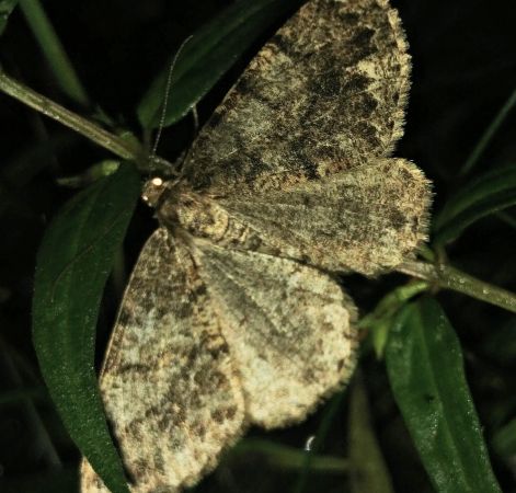 Deileptenia ribeata 