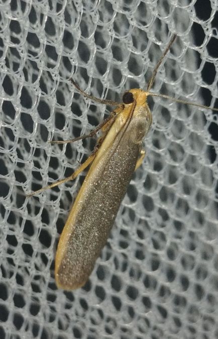 Lithosie aplatie (Manteau à tête jaune) 