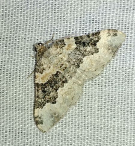 Epirrhoe galiata 