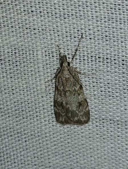 Eudonia mercurella 