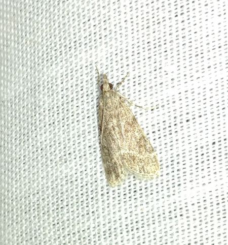 Eudonia mercurella 