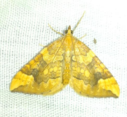 Eulithis populata 