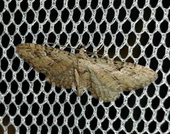 Eupithecia pusillata 