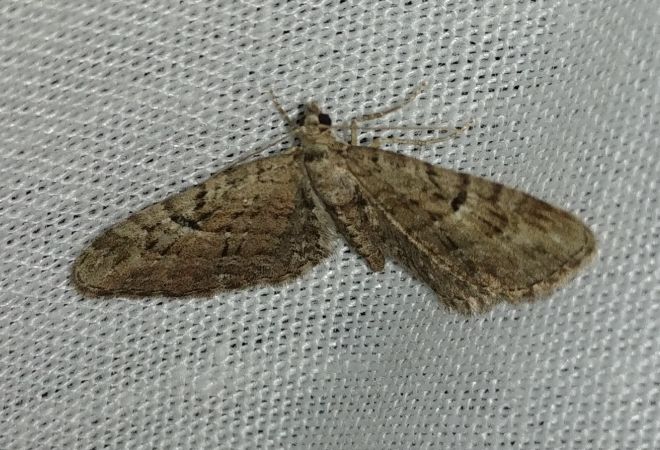 Eupithecia pusillata 