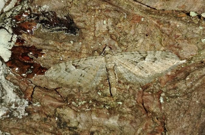Eupithecia pusillata 