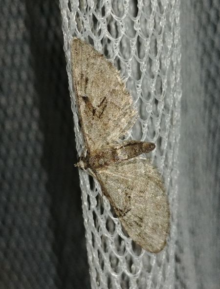 Eupithecia pusillata 