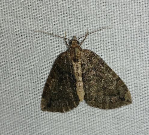 Hydriomena furcata 