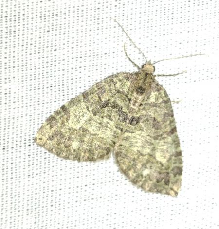 Hydriomena furcata 