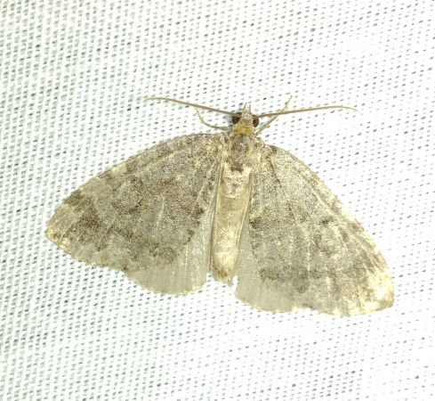 Hydriomena furcata 
