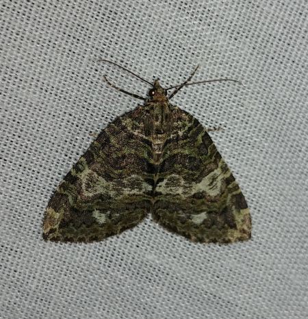 Hydriomena furcata 