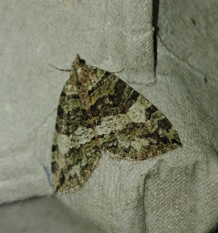Hydriomena furcata 