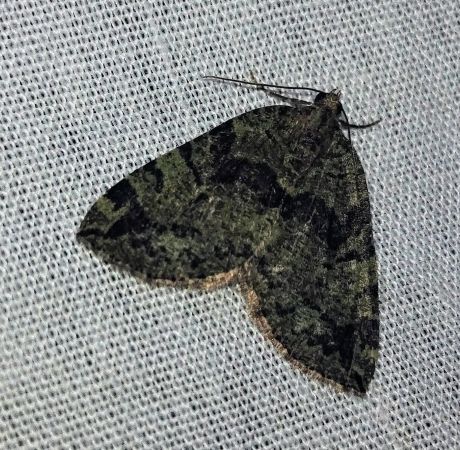 Hydriomena furcata 