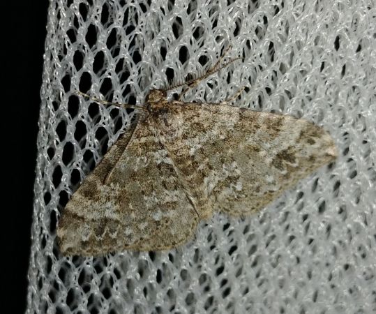 Mesotype didymata 